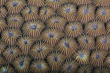 Close up Stony coral - Diploastrea heliopora. Family Faviidae. Coral reefs are built from stony corals, which in turn consist of polyps for education in nature. Komodo National Park, Indonesia.