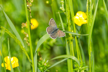 Female sooty copper butterfly (Lycaena tityrus) on grass in Zurich, Switzerland