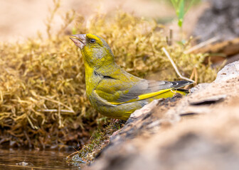 Greenfinch