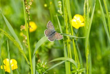 Female sooty copper butterfly (Lycaena tityrus) on grass in Zurich, Switzerland