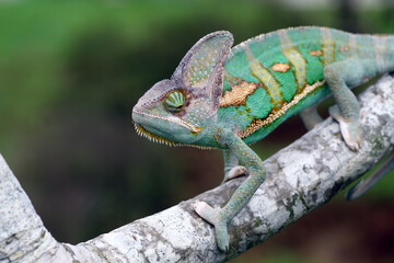 Obraz premium chameleon on a branch