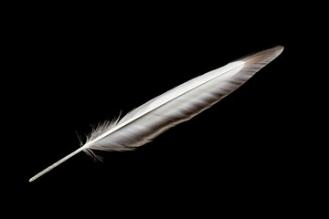 Obraz premium Feather on black background