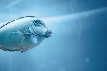 Fototapeta premium fish in aquarium