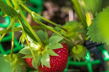 Close up macro view of cute red strawberry on a twig. Summer gardening concept. 