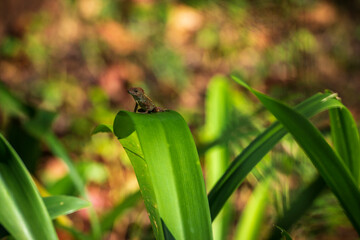 A small lizard on a grass on a bright sunny day