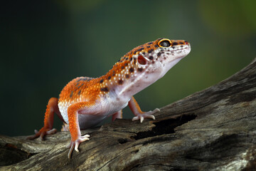 leopard gecko in wood