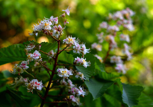 Close-up of similar, but incredibly different, chestnut flowers inside an inflorescence in the shade of green foliage and tree branches on a sunny evening with a blurred background.