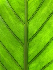 Image of green leaf with visible veins. Close-up green plant leaf