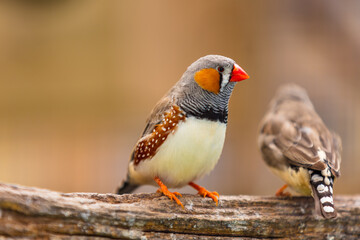Exotische Vögel