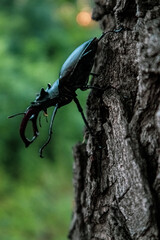 Lucanus cervus. Beetle in macro shot.
