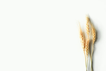 Wheat isolated on white background. Minimalist composition. Side border with empty space for text. Copy space.