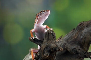 leopard gecko in wood
