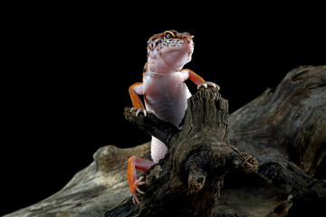 leopard gecko in wood with black background