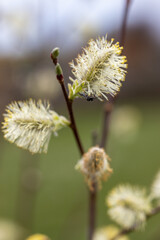 Very young willow catkins blossom.