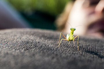 Mantis religiosa. Macro photography.