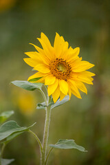 Sonnenblume