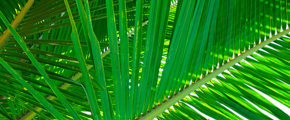 Palm trees against blue sky. Wide photo.
