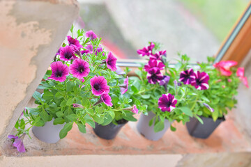 Amazing pots of vibrant pink, purple and violet surfinia flowers in blooming in summer. Natural home flowers photography against wooden window. Rustical.