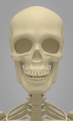 3D render of Human Skull