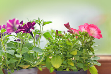 Closeup macro of pink or purple surfinia flowers in bloom pot in summer. Background of group blooming petunia surfinia. Colorful decorative flowers on the balcony.