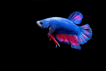 beauty, exotic  of the tail of the red and blue male betta fish, fight fish in the aquarium black...