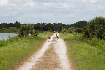 Sand Hill Cranes crossing a Trail in Florida 