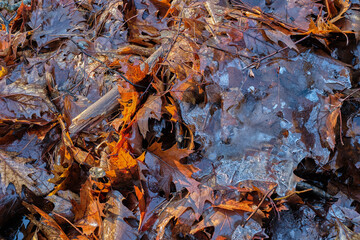 Early morning light shines on on fallen autumn leaves covered in ice