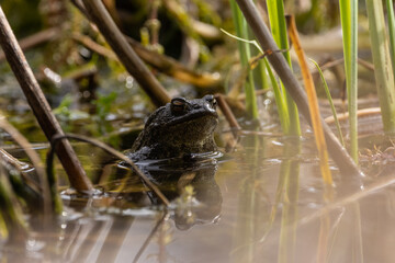 Frosch im Teich