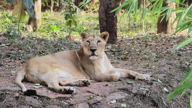 Wild Lioness Resting on Gir National Park, India