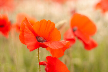 red poppy flower