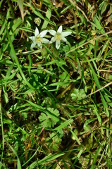 grass with dew drops