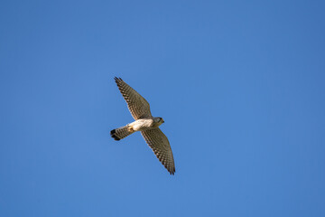 Turmfalke auf Futtersuche