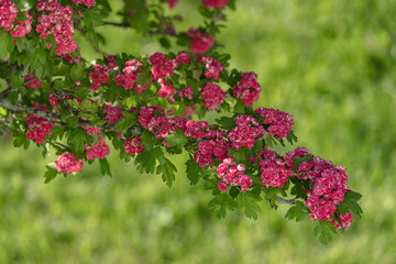 Branch of flowering garden tree with red flowers.