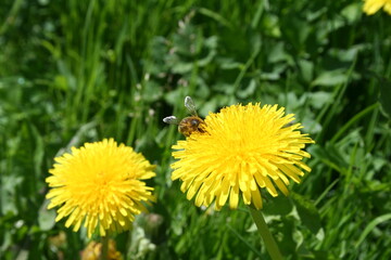 dandelion on green grass