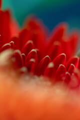 abstract red flower blurred petal background or backdrop 