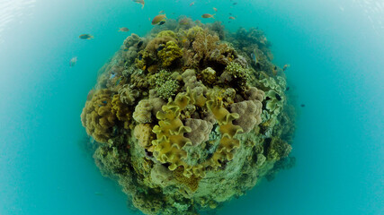 Underwater fish reef marine. Tropical colorful underwater seascape with coral reef. Panglao, Bohol, Philippines.