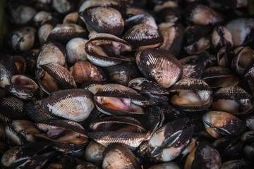 Sea shells for sale in Ban Chong Samaesan Market, Thailand.