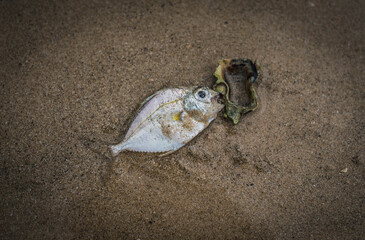 Dead fish and shells washed up on the beach by seawater.