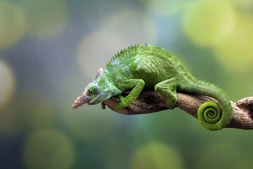 Chameleon fischer closeup on tree, animal closeup - obrazy, fototapety, plakaty