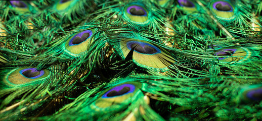 Fototapeta premium Peacock feathers