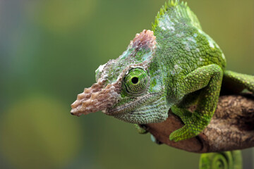 Chameleon fischer closeup on tree, animal closeup