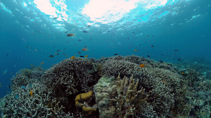 Fototapeta na wymiar Underwater fish garden reef. Reef coral scene. Seascape under water. Philippines.