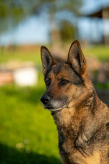 Deutscher Schäferhund im Garten