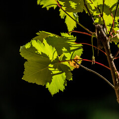 autumn leaves on a tree, Glacier National Park, Montana, USA.