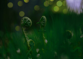 fern flower