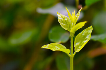 close up of a leaf