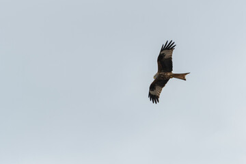 Rotmilan auf Futtersuche