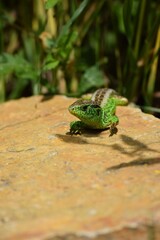 Lizard engages in Heat exchange