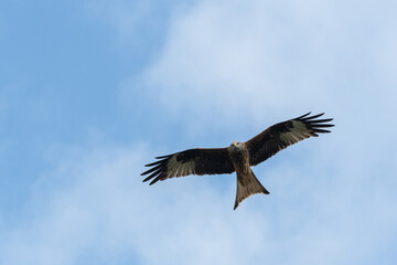 Rotmilan auf Futtersuche