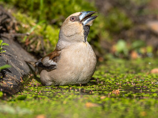 hawfinch